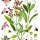 Salvia officinalis - wikimedia commons