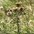 Carlina vulgaris - papillons Tabac d'Espagne et Écaille chinée