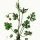 Ranunculus bulbosus - wikimedia commons