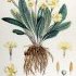 Primula vulgaris - wikimedia commons