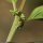 Lipandra polysperma - inflorescence
