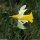 Narcissus pseudonarcissus s. pseudonarcissus - fleur