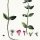 Clinopodium vulgare - wikimedia commons