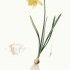 Narcissus pseudonarcissus - wikimedia commons
