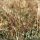 Allium pallens - tige, feuilles