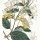 Lonicera japonica - wikimedia commons