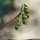 Ervilia hirsuta - fruits