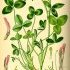 Trifolium pratense - wikimedia commons