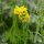 Lathyrus pratensis - fleurs