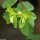 Euphorbia peplus - inflorescence