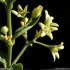 Vincetoxicum hirundinaria - fleurs