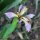 Iris foetidissima - corolle