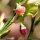 Vaccinium myrtillus - fleur