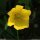 Papaver cambricum - fleur
