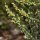Artemisia abrotanum - inflorescence