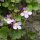 Cymbalaria muralis - fleurs