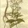 Saponaria officinalis - wikimedia commons