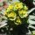 Euphorbia segetalis subsp. segetalis - inflorescence