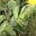 Arnica montana - feuilles
