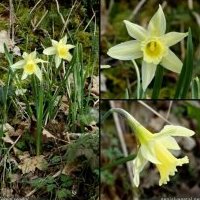 Narcisse jaune, Narcissus pseudonarcissus s. pseudonarcissus