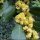 Laurus nobilis - fleurs mâles
