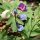 Lathyrus vernus - fleurs
