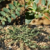 Euphorbe prostrée, Euphorbia prostrata