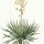 Yucca gloriosa - wikimedia commons