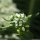 Valerianella locusta - fleurs