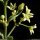 Vincetoxicum hirundinaria - fleurs