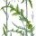 Cirsium palustre - wikimedia commons