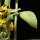 Clinopodium nepeta subsp. sylvaticum - tige, feuille