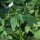 Ranunculus aconitifolius - inflorescence
