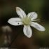 Sedum brevifolium - fleur