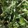 Allium lusitanicum - feuille