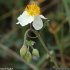 Helianthemum apenninum - fleur