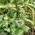 Verbascum blattaria - fruits