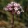 Valeriana tuberosa - inflorescence