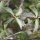 Ligustrum vulgare - feuilles