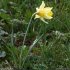 Narcissus pseudonarcissus s. pseudonarcissus