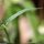 Dianthus hyssopifolius - feuille