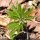 Cardamine heptaphylla - feuille
