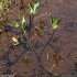 Menyanthes trifoliata - rhizome, feuilles