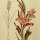 Gladiolus italicus - wikimedia commons