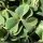 Oxalis articulata - feuille