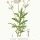Cephalaria leucantha - wikimedia commons