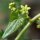 Dioscorea communis - fleur