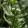 Valerianella locusta - inflorescence