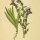 Echium vulgare - wikimedia commons