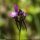 Linaria pelisseriana - fleur